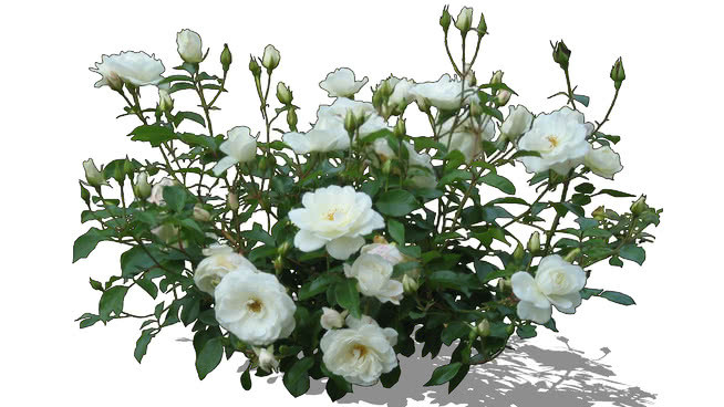 玫瑰白 棉花 花 画 其他