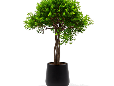 带盆完整盆栽