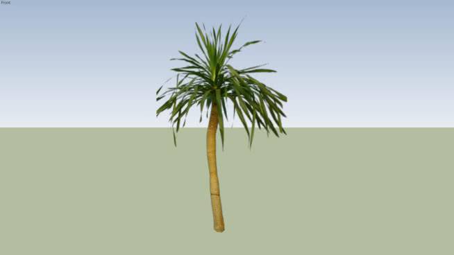 龙血树 植物 沙滩 其他 画 海滨