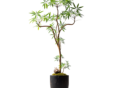 盆栽植物装饰
