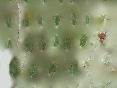 绿植墙