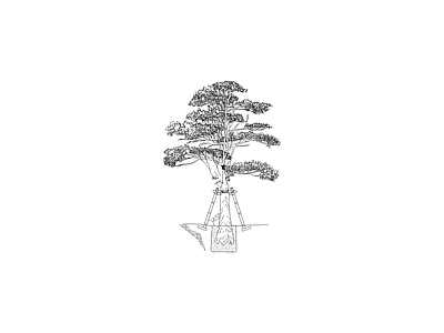 乔木种植 植物标准种植图
