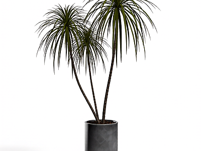 盆栽植物组合