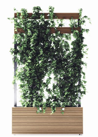现代爬山虎 植物 花架 户外植物
