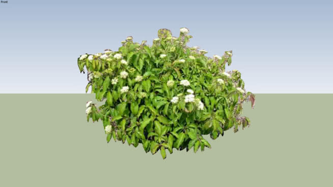 凯尔西dogwood 2 其他 花 油菜花田 西兰花
