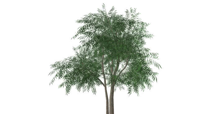 柳树 植物 树林 画 湖 其他