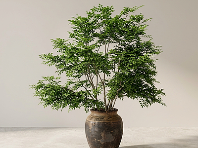 设计感绿植盆栽盆栽