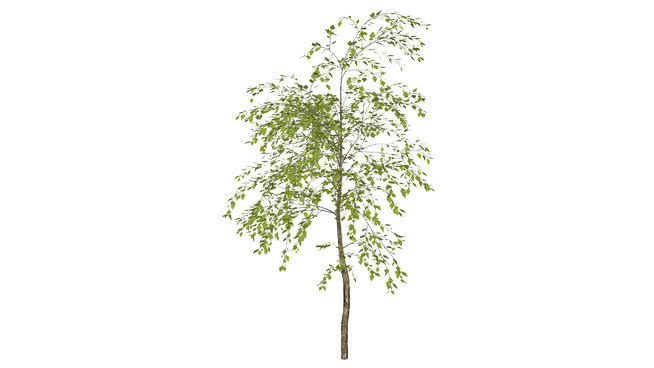 箭，树，布什 画 植物 其他 树林 湖
