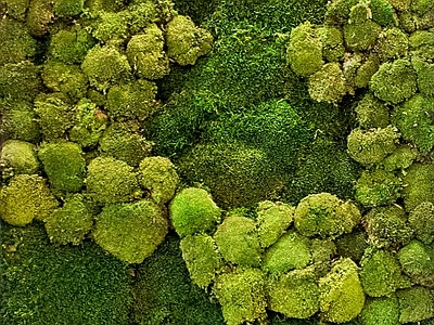 绿植墙