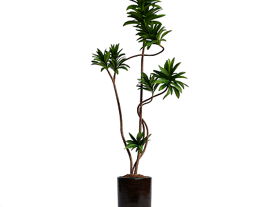 盆栽植物装饰