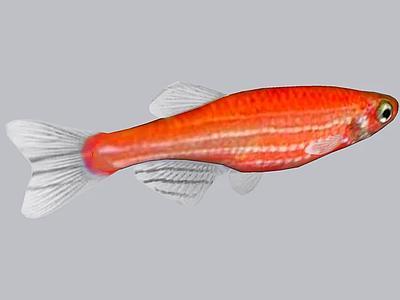 Danio Cebra Transgenico Rojo （Danio rerio）