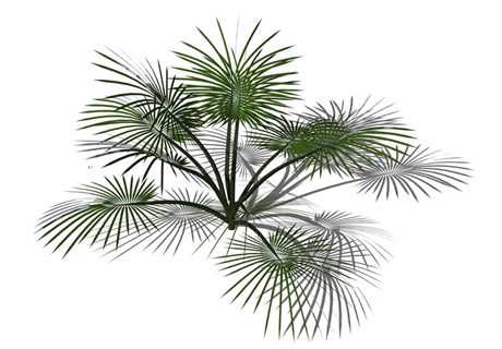 地被植物