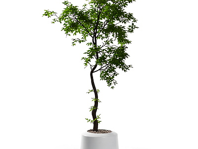 盆栽植物装饰