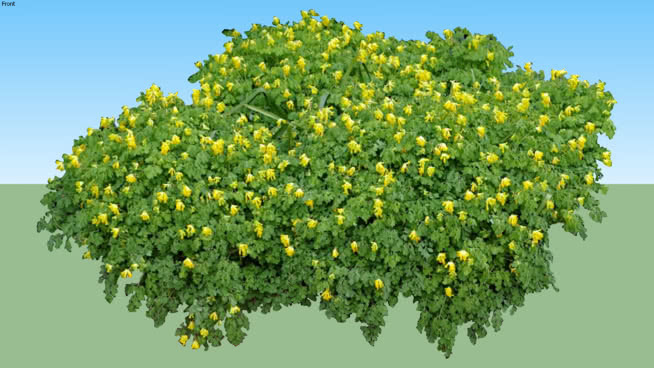 紫堇属 油菜花田 花 其他 雏菊