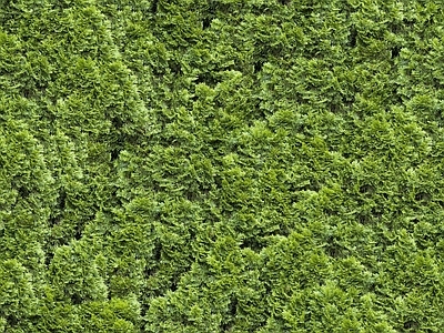 绿植墙