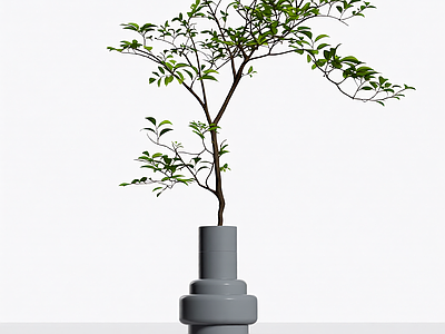 盆栽植物装饰