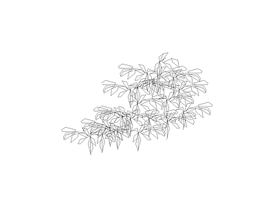 灌木种植 常用植物图例