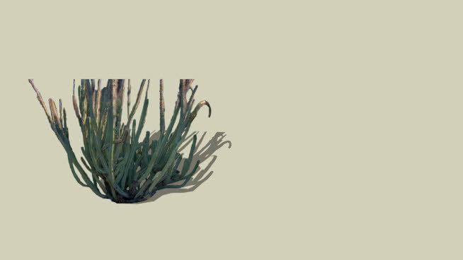 2D荒漠植物 其他 饰品 家居物品