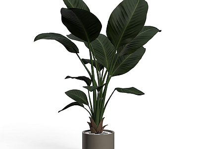 盆栽植物装饰