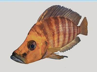 Altolamprologus compressiceps