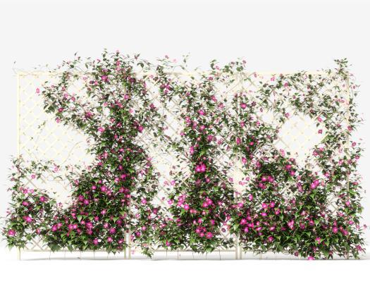 现代植物墙 花架 爬山虎 喇叭花