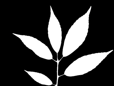 高光