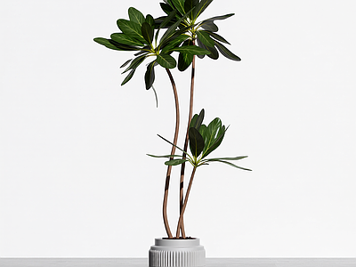 带盆绿植盆栽