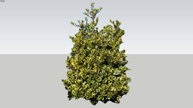 冬青属的1 其他 油菜花田 画 花