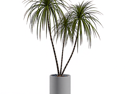 盆栽植物组合