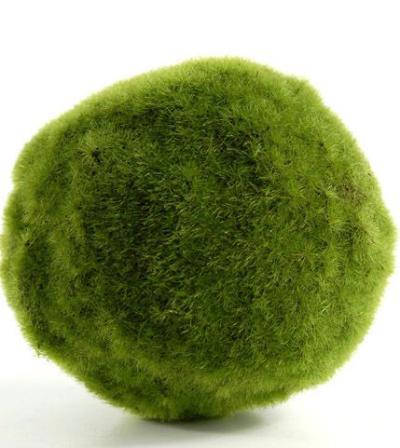 植物墙 贴图 自然元素