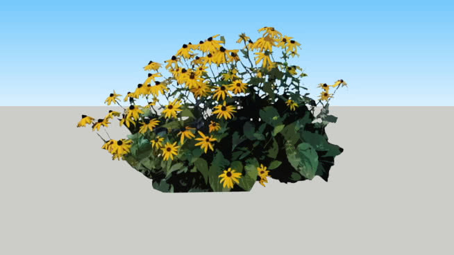 黑苏珊花 油菜花田 花 其他 蜜蜂