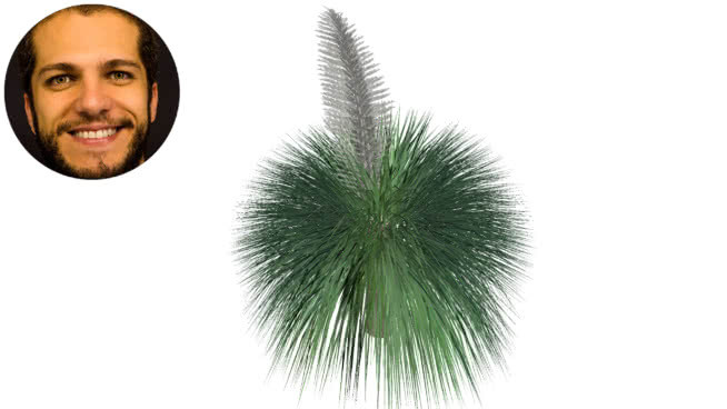 nolina longifolia Folha beaucanea dasylirion longifolium姜黄 海胆 羽毛笔 烟花 其他 刷子