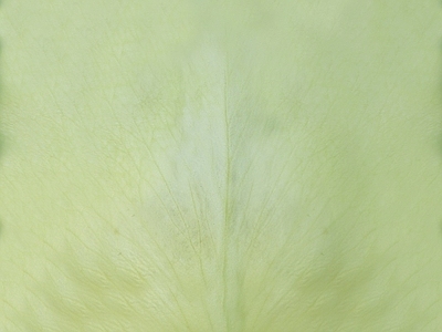 动物皮毛