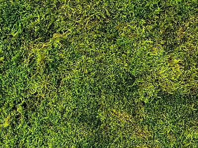 绿植墙