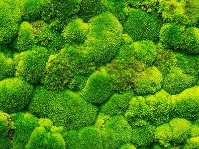 绿植墙