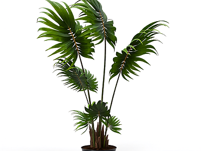 盆栽棕榈植物