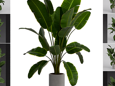 盆栽植物装饰