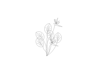 组团植物平立面图 鹤望兰立
