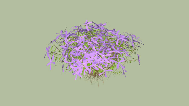 粉红/紫色花 其他 花 蜜蜂