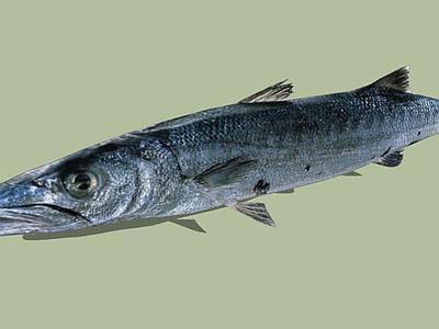 大梭鱼（Sphyraena barracuda）