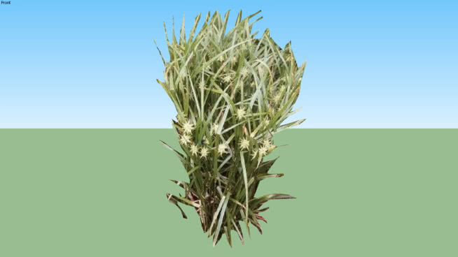 苔草苔草 植物 草地 其他 玉米 刺棘蓟