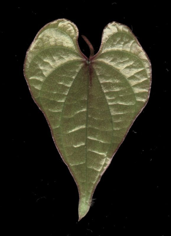 其他杂项-植物纹理 036 自然元素