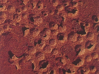 墙砖 (150).jpg                                     仿古砖