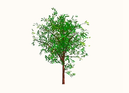 2D植物树
