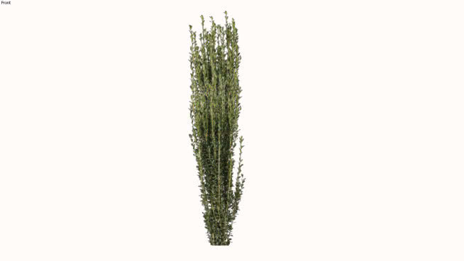 日本冬青铅笔 画 树林 其他 迷雾