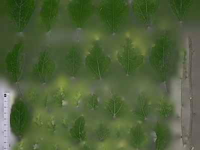 绿植墙