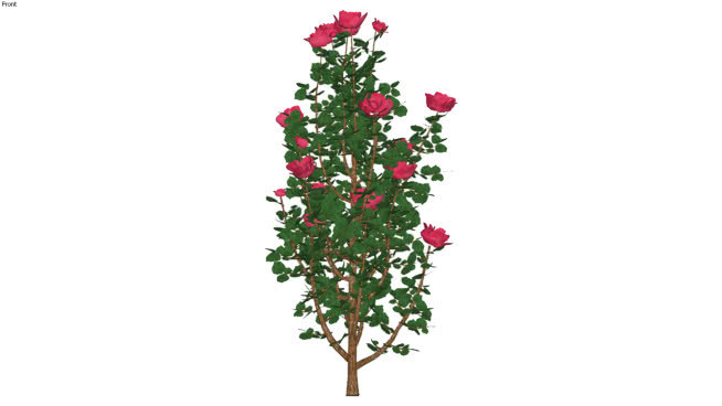木箱玫瑰 其他 画 植物 花 室外