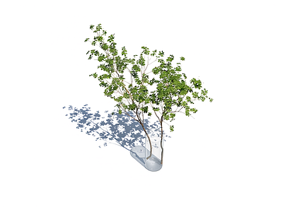 透明盆绿植盆栽