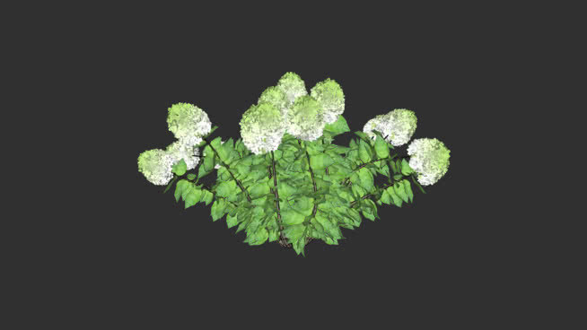 绣球花3-绣球花'聚光灯' VAR 2 植物 菜花 西兰花 其他 蔬菜