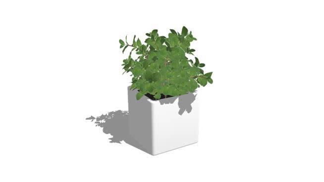 小型植物 西兰花 其他 植物 盆 饰品